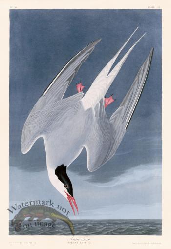 250 Artic Tern